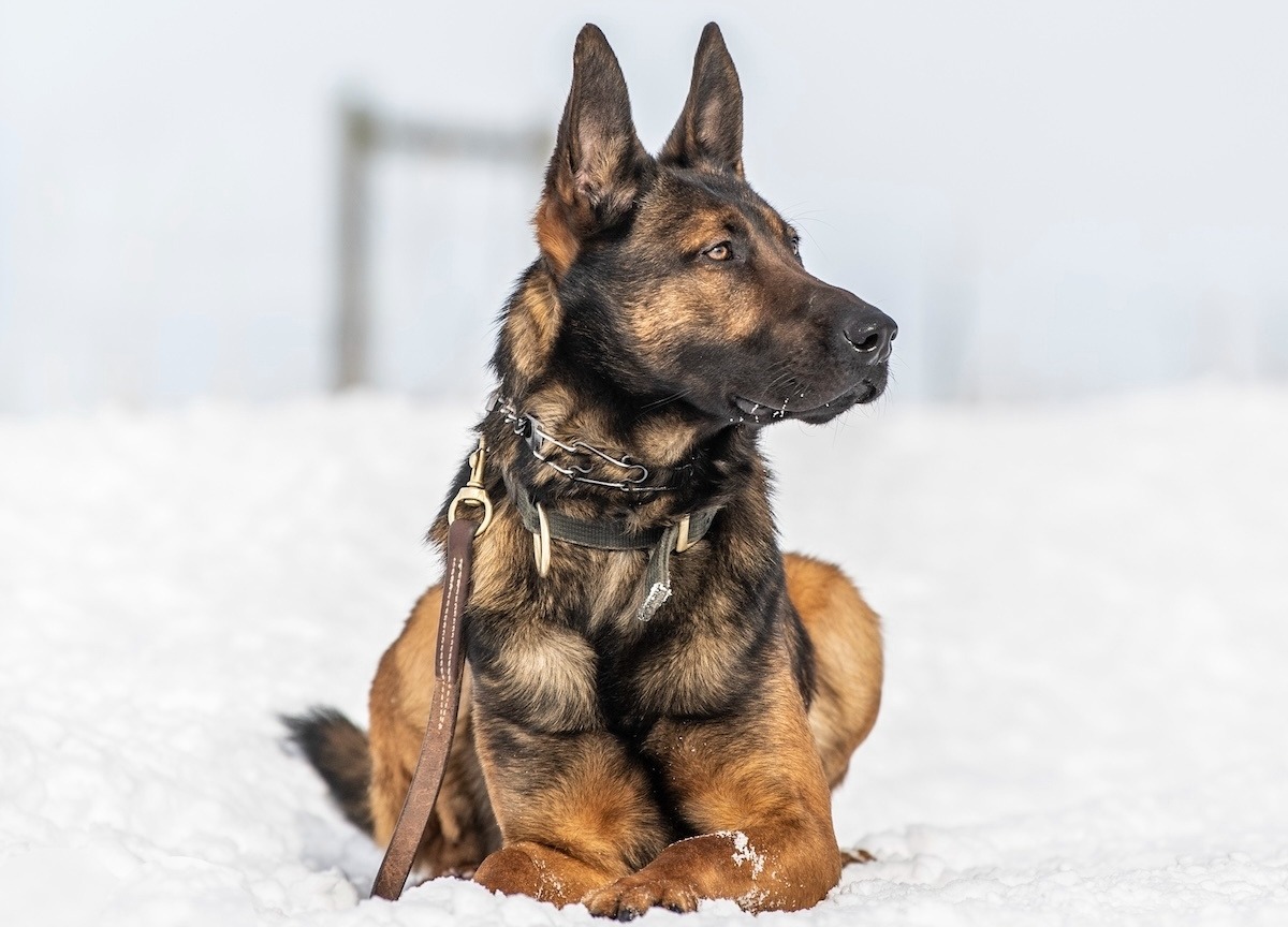 A Svalinn dog