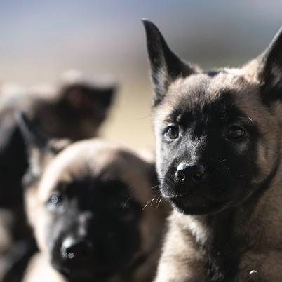 Svalinn Puppies
