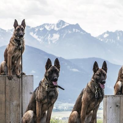 Svalinn Dogs in Training