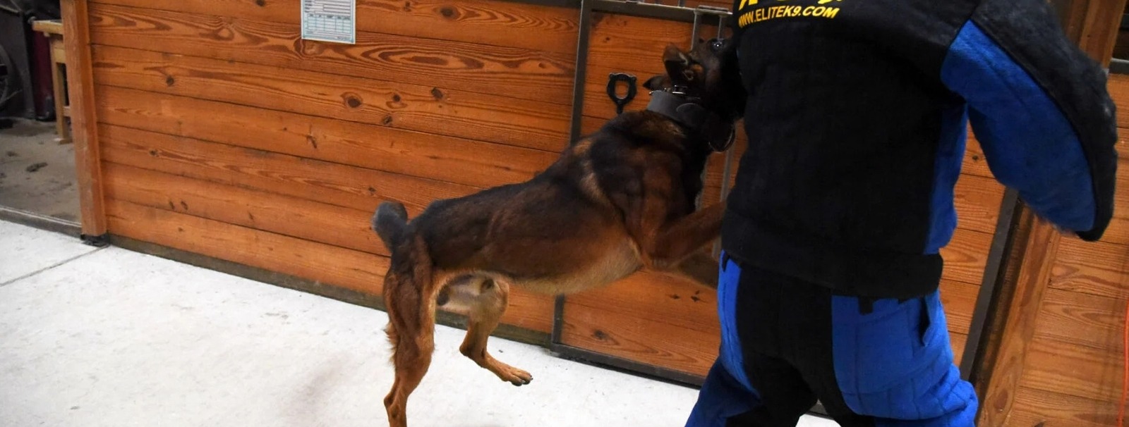 Boomer, a fully trained and matured dog, attacks Cullen MacAndrew in the bite suit. Boomer can stop attacking and be pet by MacAndrew at a word from h