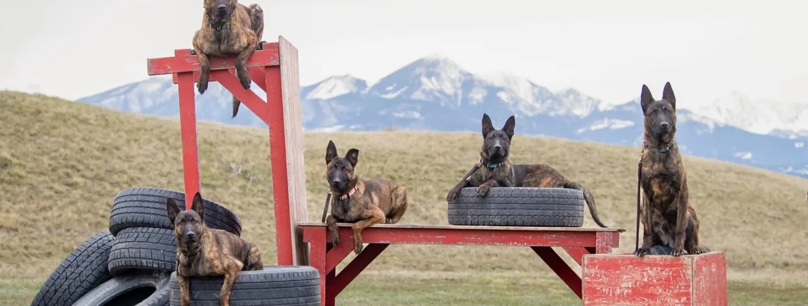 Our focus is developing loving and faithful companion dogs that are also exceptional deterrents to a would-be threat