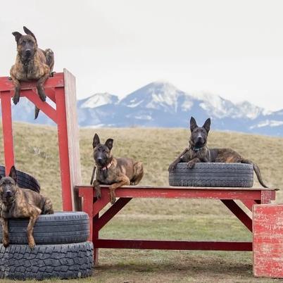 Our focus is developing loving and faithful companion dogs that are also exceptional deterrents to a would-be threat