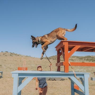 A Svalinn dog in training 