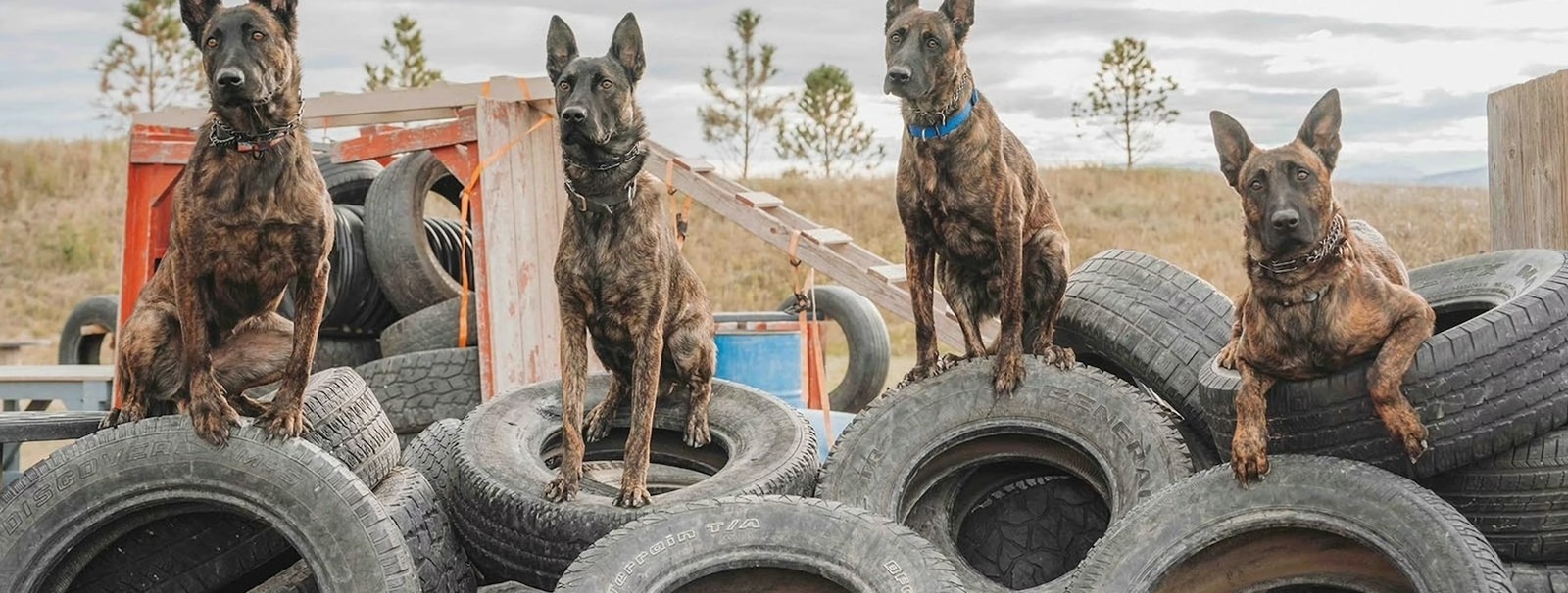 4 Svalinn Dogs Sit on Tires