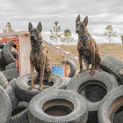 4 Svalinn Dogs Sit on Tires