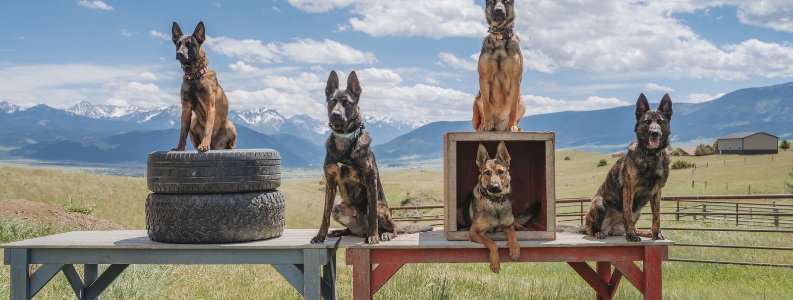 Five Svalinn Dogs perched on tables, tires and boxes.