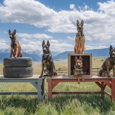 Five Svalinn Dogs perched on tables, tires and boxes.
