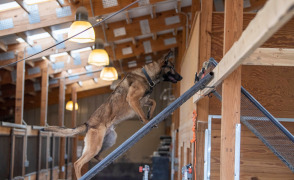  Amos climbing ladder