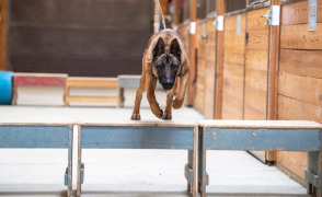  Rex hupping over bench
