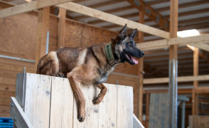  Rex on Wall