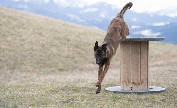 Rogue jumping from pedestal