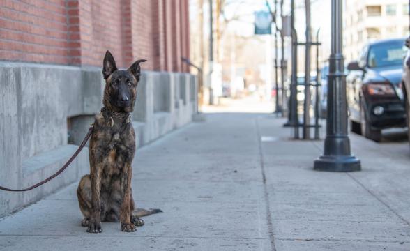 Rogue downtown