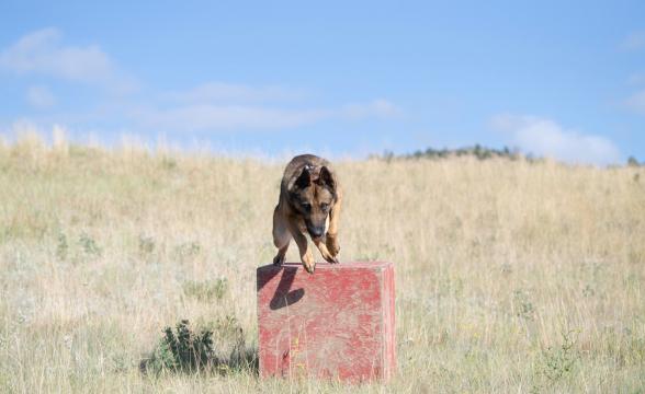 Amos leaping off box outside