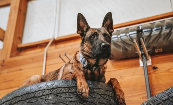  Rex on Tire