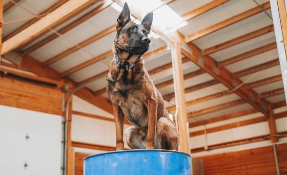  Rex sitting on barrel
