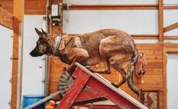 Rex climbing table