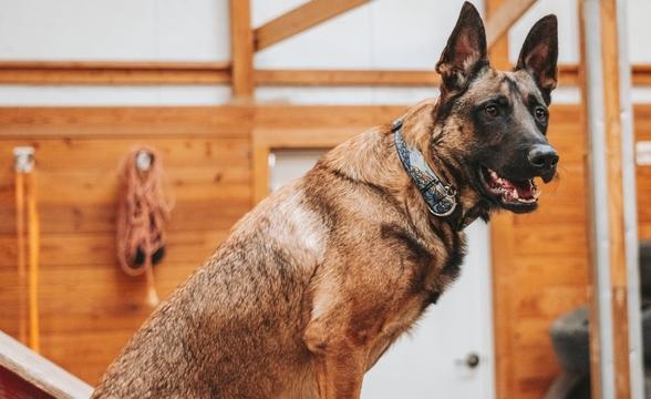  Rex sitting on ladder