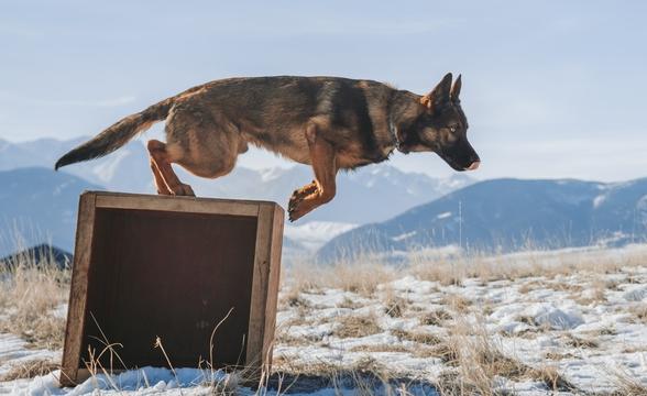 Hawkeye leaping from box