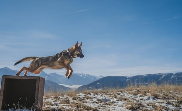 Kikori leaping off of box outside