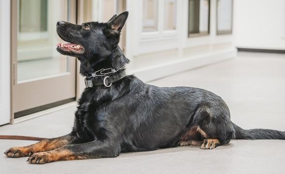 Maverick in obedience