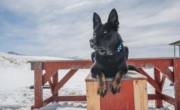Maverick in a Pletz outside