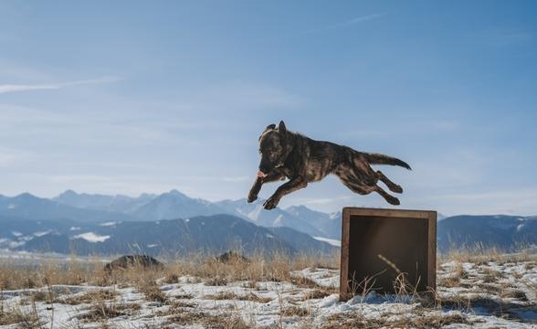 Pappy leaping off of box