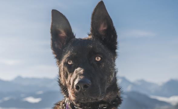 Valkyrie close-up