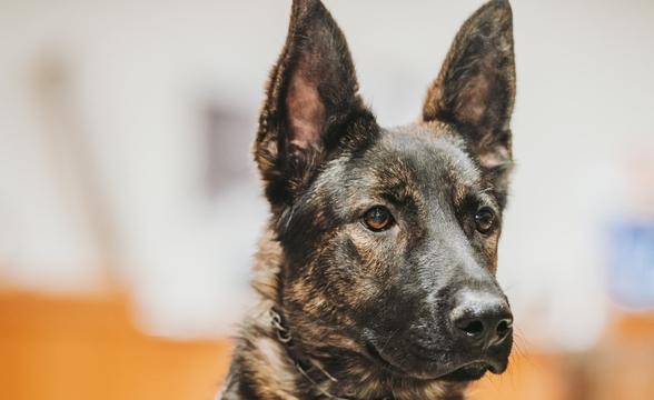Buchanan in obedience