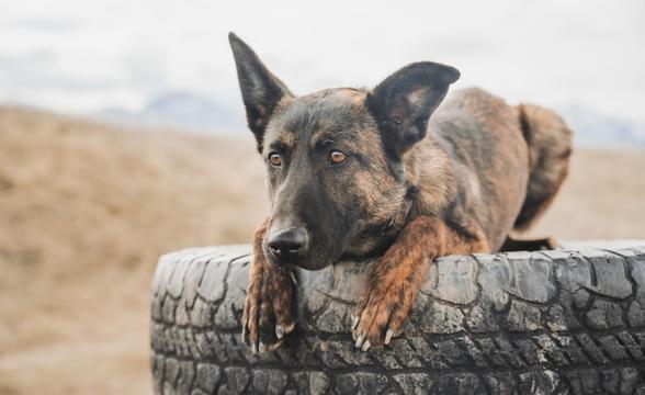 Rogue relaxing in tire