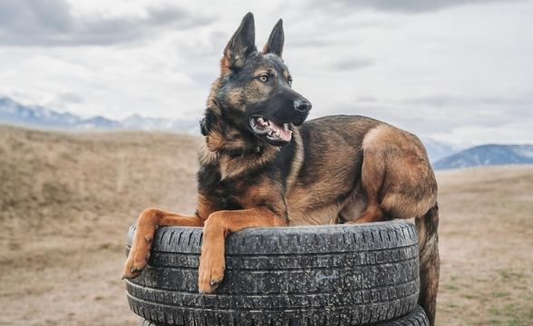 Hawkeye pletzing in tire