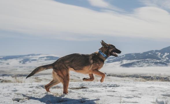 Trona running in snow