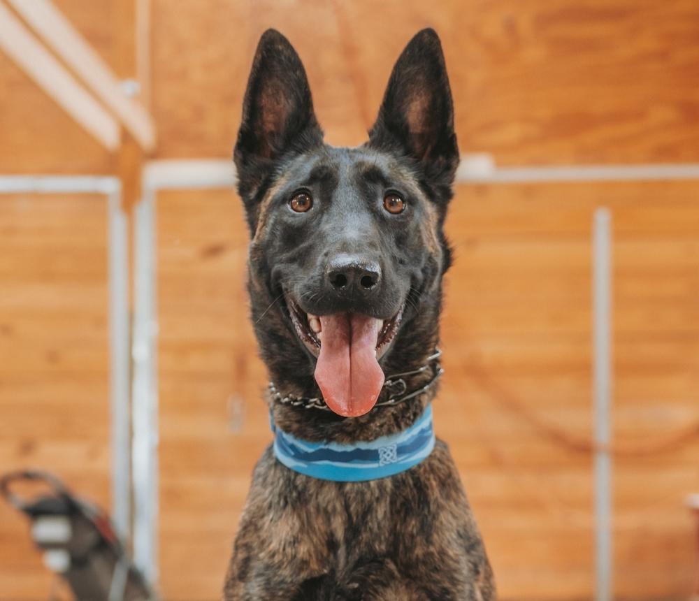 Personal Protection Dogs Family Protection Dogs Svalinn