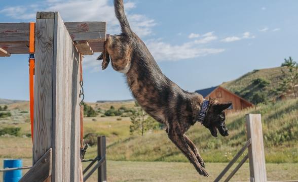 Jasper jumping