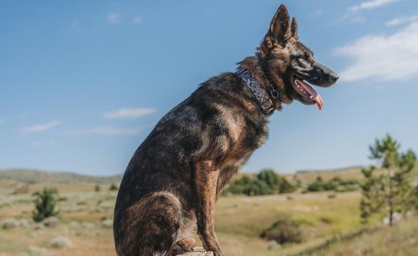 Jasper balancing on wall
