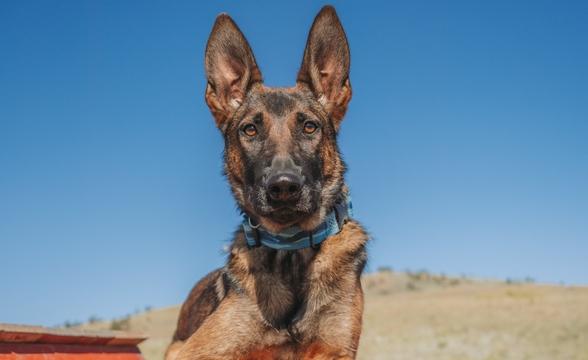 Trona at attention