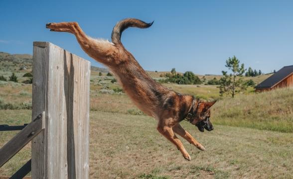 Onyx jumping from wall