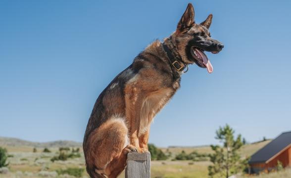Onyx balancing on wall