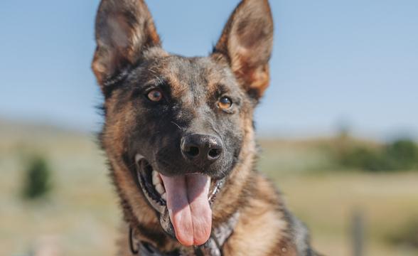 Copper ready for action