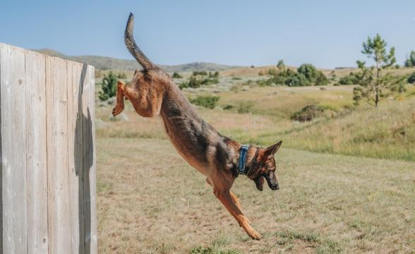 Copper jumping from wall