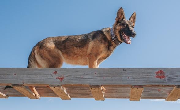 Copper crossing ladder