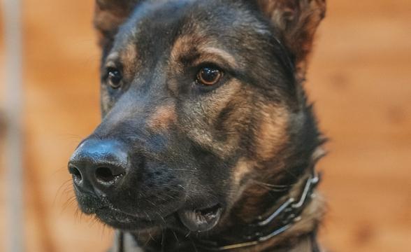 Karoo close up
