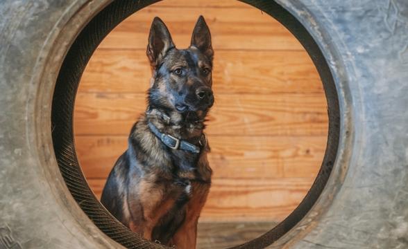 Karoo looking through tire