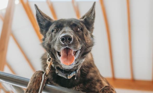 Jasper smiling for camera