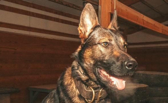 Karoo ready for action