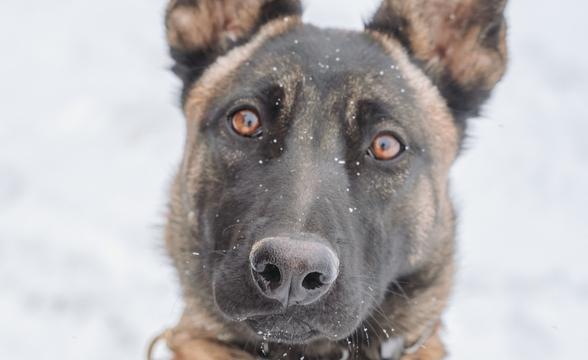 Kanga waiting in the snow