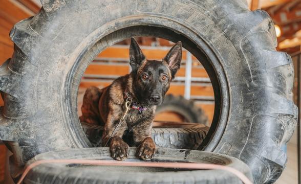 Crush peering through tire