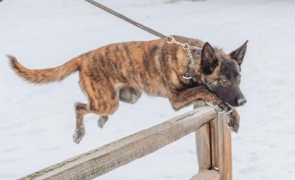 Crush leaping over fence