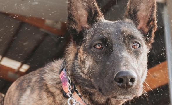 Close-up of Bagheera