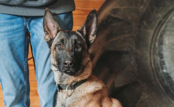Taos at attention