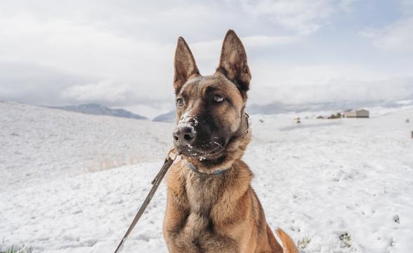 Snow-Dusted Tibbs